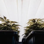 cannabis plants growing in indoor tents under bright artificial lights