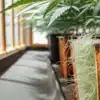 Vue rapprochée des racines de cannabis sortant d’un pot en verre dans une serre hydroponique.