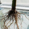 Close-up of a cannabis plant’s root system submerged in nutrient solution for hydroponic growth.