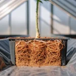 Cannabis plant roots exposed in a potting container inside a greenhouse.