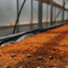 Close-up view of cannabis seeds resting on nutrient-rich soil inside a greenhouse.