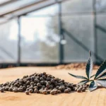 Close-up of cannabis seeds on a wooden table inside a greenhouse with a cannabis leaf beside them.