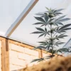 Plante de cannabis en croissance dans une serre avec mur en briques et lumière naturelle