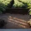 Cannabis plants with exposed root systems during transplanting in an outdoor field.
