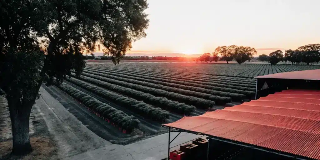 Vue aérienne d’une ferme extérieure de cannabis avec rangées alignées au coucher du soleil.