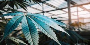 Close-up of a cannabis leaf in a greenhouse with blue tones and visible serrated edges.