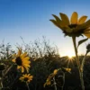 Close-up of a sunflower field at golden hour with sun rays highlighting yellow petals.