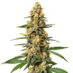 Critical 47 marijuana flower with bright orange pistils and sugar-coated buds.