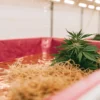 Cannabis en culture hydroponique dans un bac avec racines immergées et lumière LED.