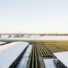 Vue aérienne d’une ferme de cannabis biologique au lever du soleil, avec des serres blanches et des rangées de cultures organisées.