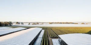 Vue aérienne d’une ferme de cannabis biologique au lever du soleil, avec des serres blanches et des rangées de cultures organisées.