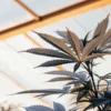 feuille de cannabis en gros plan sous lumière naturelle dans une serre
