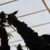 close-up of a gardener’s hands pruning a cannabis bud inside a greenhouse