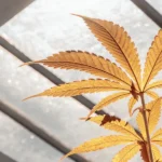 Golden cannabis leaf illuminated by natural sunlight inside a greenhouse.