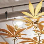 Golden cannabis leaves glowing under bright indoor grow lights.