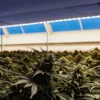 Gros plan d'une culture de cannabis en intérieur avec des plants en floraison sous une lumière artificielle bleutée.