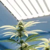Healthy cannabis plant growing under LED lights in an indoor cultivation room.