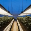 Overhead shot of an indoor cannabis grow setup with LED lights and neatly arranged plants.