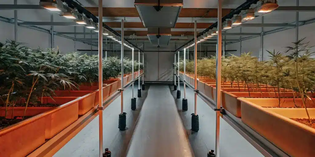 Indoor grow room with rows of cannabis plants under LED lights.