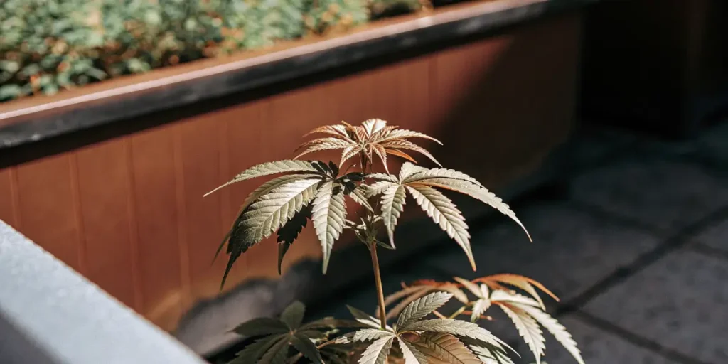 Jeune plante de cannabis poussant dans un grand pot sur un balcon ensoleillé.
