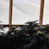 Close-up of lush cannabis plants growing inside a greenhouse under soft natural light.
