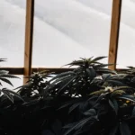 Close-up of lush cannabis plants growing inside a greenhouse under soft natural light.