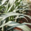 Close-up view of a lush cornfield with green leaves under summer sunlight.