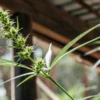 Male cannabis plant showing early flowering stage with pollen sacs in a greenhouse.