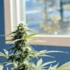 Close-up of a mature autoflower cannabis plant growing indoors by a sunny window.