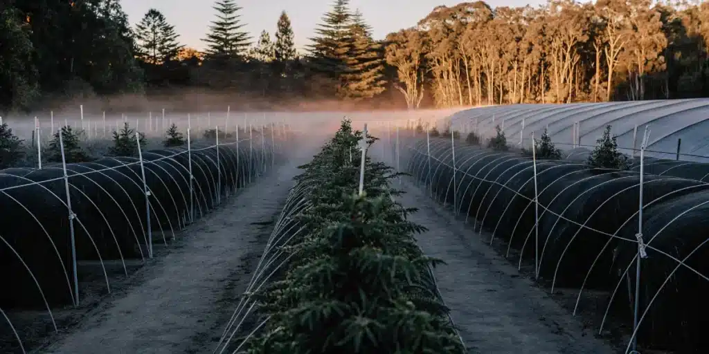 wide-angle view of an outdoor cannabis farm at sunrise with rows of plants covered by protective structures
