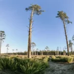 Panoramic view of a dense forest at sunrise with tall trees and clear blue sky.