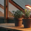Two potted plants growing indoors under a warm LED grow light on a wooden table.