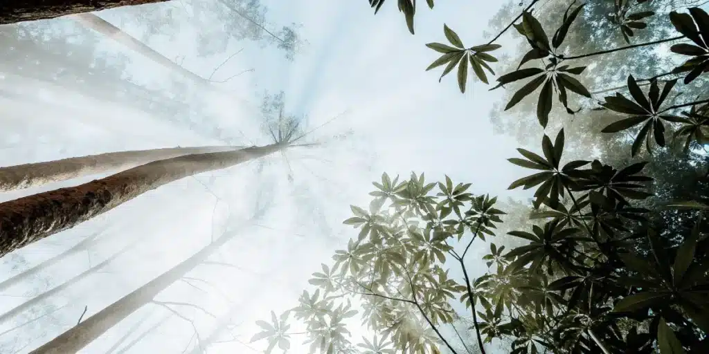 Overhead shot of a dense rainforest canopy with sunbeams shining through the trees.