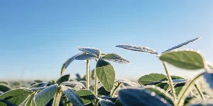 Close-up of a soybean plant covered with morning frost under clear blue sky.