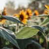 Close-up view of sunflower field at dawn with dew-covered leaves glistening under soft morning sunlight.