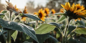 Close-up view of sunflower field at dawn with dew-covered leaves glistening under soft morning sunlight.