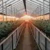 wide shot of a sunlit greenhouse filled with rows of cannabis plants at sunset