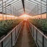 wide shot of a sunlit greenhouse filled with rows of cannabis plants at sunset