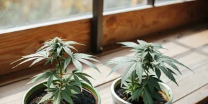 Two indoor cannabis plants in small pots placed near a sunny window.