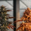 Two cannabis plants with contrasting orange and purple leaves in a greenhouse.