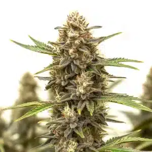 Auto Black Widow cannabis bud close-up showing dense frosty trichomes and vibrant orange pistils.