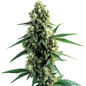 Auto Blue OG autoflower plant featuring thick buds coated in trichomes with deep green leaves.