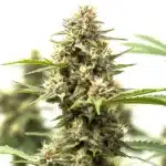 auto california indica x gorilla glue close-up of dense resinous cannabis buds covered in trichomes