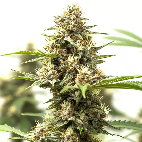 auto california indica x gorilla glue close-up of dense resinous cannabis buds covered in trichomes