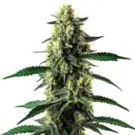 Auto Candy Cane Mango cannabis bud macro shot with sugary trichomes and bright orange hairs.