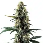 Auto Chocolope cola featuring dense buds with dark sugar leaves.