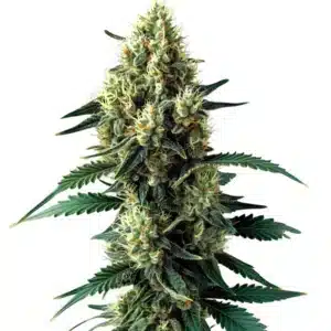 Auto Citronella Sunrize plant with citrus-scented buds covered in crystalline trichomes.