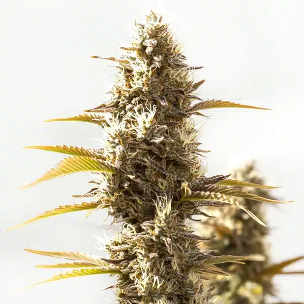 Auto Cookies x Gorilla Glue bud with purple hues and thick trichomes.