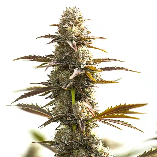 auto gelato x og cannabis plant with frosty buds and orange pistils in full bloom