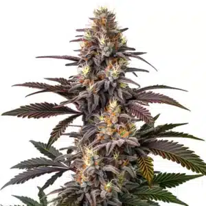 Auto Glue Gelato plant with orange pistils and frosted trichomes.